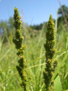 Lire la suite à propos de l’article Informations sur le carex renard : devriez-vous cultiver du carex renard dans les jardins