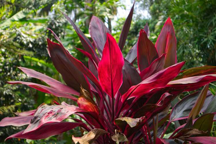 You are currently viewing Variétés de plantes Cordyline: différents types de plantes Cordyline à cultiver