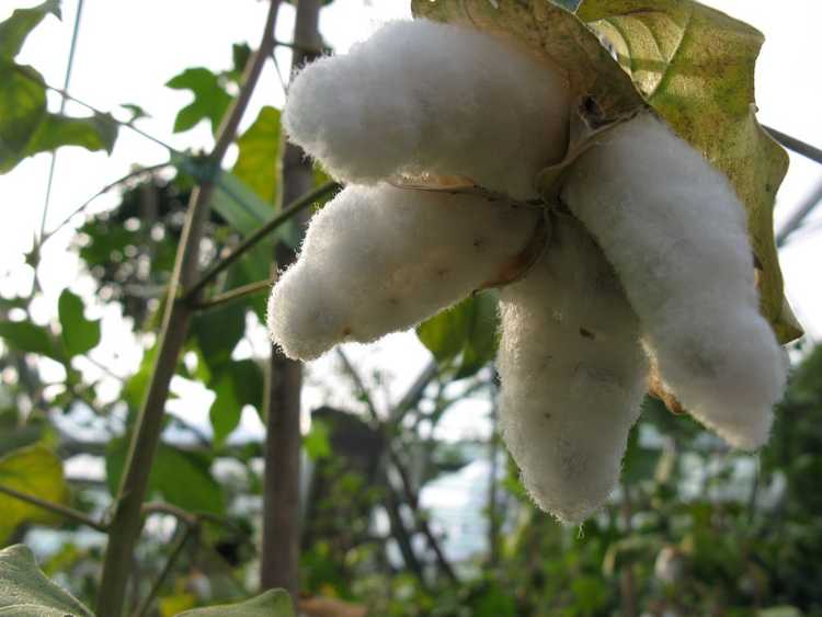 You are currently viewing Informations sur les plantes de coton pour les enfants – Apprendre aux enfants comment cultiver du coton