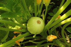 Lire la suite à propos de l’article Conseils de culture de courges pétoncles : découvrez les plants de courges Patty Pan