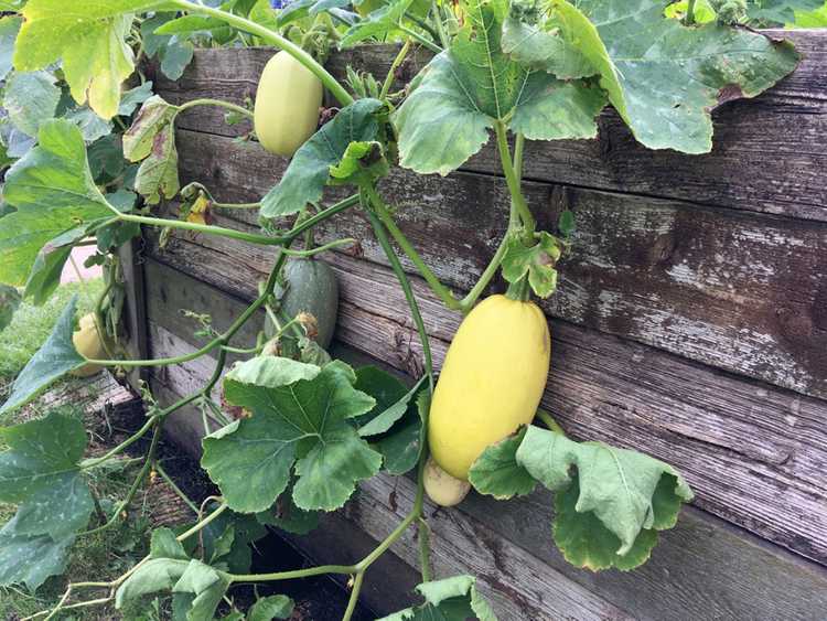 Lire la suite à propos de l’article Usine de courge spaghetti: conseils pour cultiver de la courge spaghetti