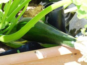 Lire la suite à propos de l’article Entretien des contenants de courgettes : conseils pour les courgettes cultivées dans des contenants