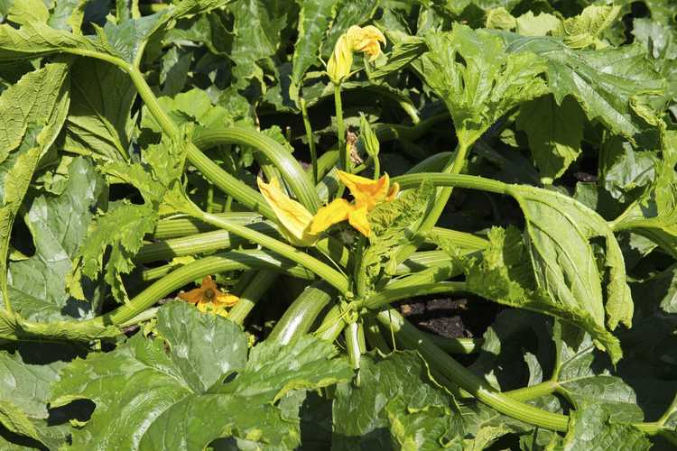 You are currently viewing Plants de courgettes souples : pourquoi un plant de courgettes tombe