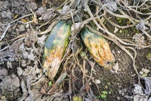 Lire la suite à propos de l’article Problèmes dans la culture des courgettes : problèmes lors de la culture des plants de courgettes