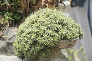 Lire la suite à propos de l’article Informations sur les plantes Dyckia : Conseils sur la culture des plantes Dyckia