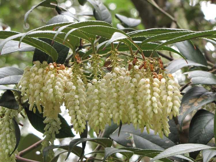 You are currently viewing Qu'est-ce que Fetterbush – Conseils pour cultiver une plante Fetterbush