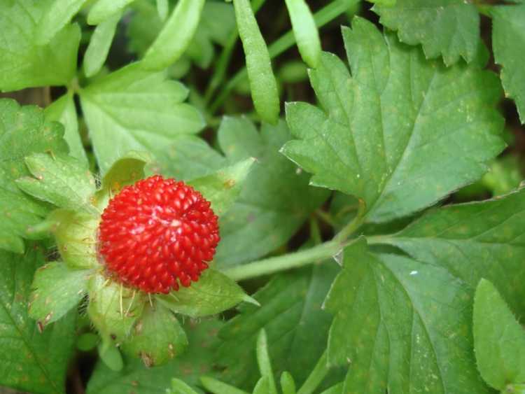 You are currently viewing Planter un couvre-sol de fraises des bois – Cultiver des fraises des bois