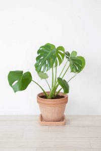 Lire la suite à propos de l’article Rempotage des plants de fromage : comment et quand rempoter Monstera