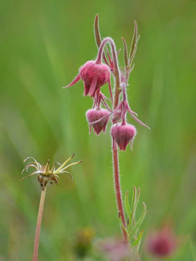 You are currently viewing Prairie Smoke Plant – Conseils pour cultiver de la fumée de prairie