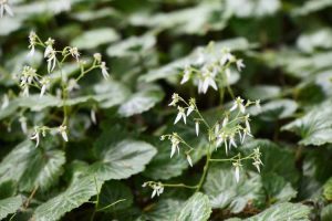 Lire la suite à propos de l’article Informations sur le géranium fraise : soins du géranium fraise dans les jardins