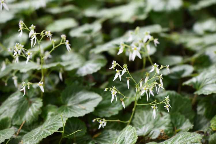 You are currently viewing Informations sur le géranium fraise : soins du géranium fraise dans les jardins