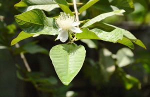 Lire la suite à propos de l’article Pas de fleurs sur les goyaves : pourquoi ma goyave ne fleurit-elle pas