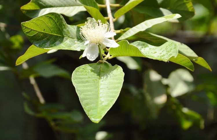 You are currently viewing Pas de fleurs sur les goyaves : pourquoi ma goyave ne fleurit-elle pas