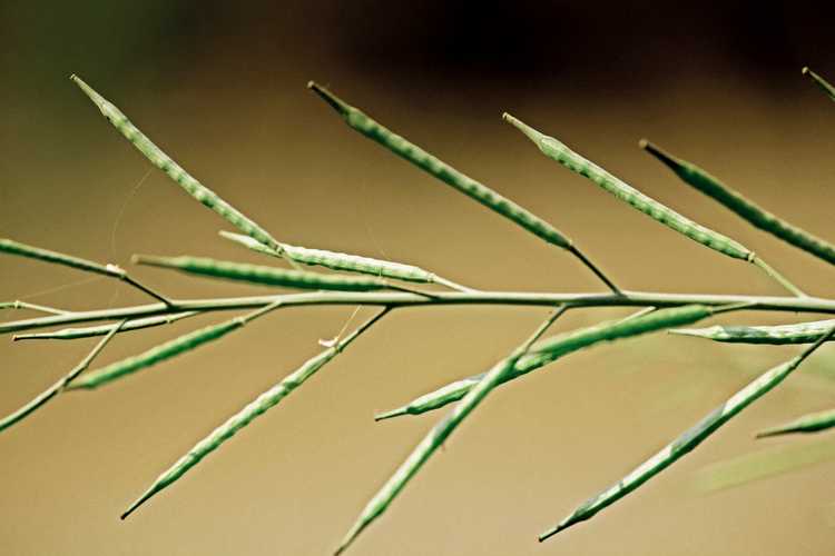 You are currently viewing Planter des graines de moutarde : comment faire pousser des plants de graines de moutarde