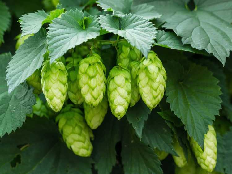 You are currently viewing Usine de houblon d'arrière-cour: comment planter du houblon et l'histoire des plantes de houblon