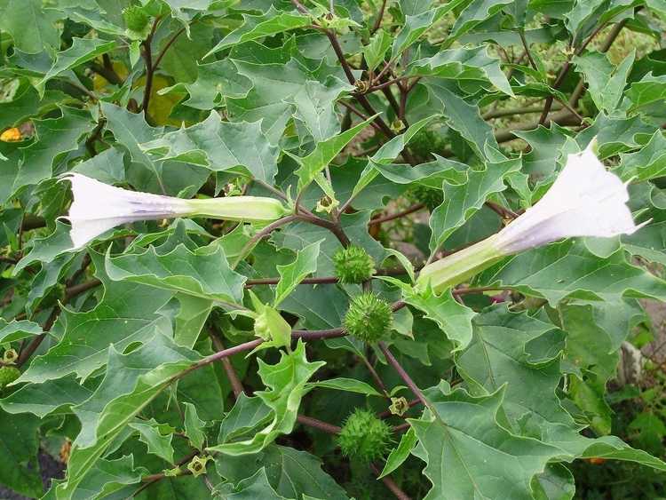 You are currently viewing Contrôle des Jimsonweed : Comment se débarrasser des Jimsonweeds dans les jardins