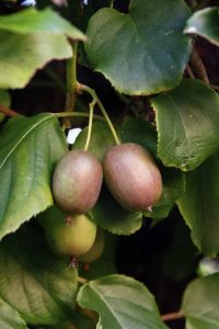 Lire la suite à propos de l’article Espacement des plants de kiwi : planter des kiwis femelles à côté de vignes de kiwis mâles