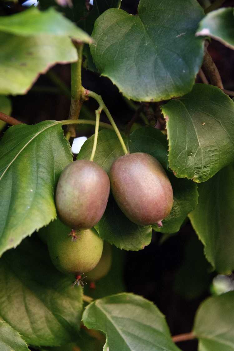 Lire la suite à propos de l’article Espacement des plants de kiwi : planter des kiwis femelles à côté de vignes de kiwis mâles