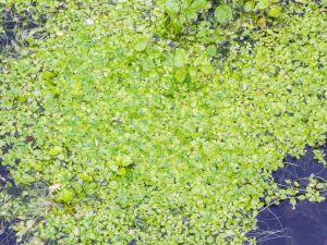 Lire la suite à propos de l’article Qu'est-ce que les lentilles d'eau : comment faire pousser des lentilles d'eau dans un aquarium ou un étang