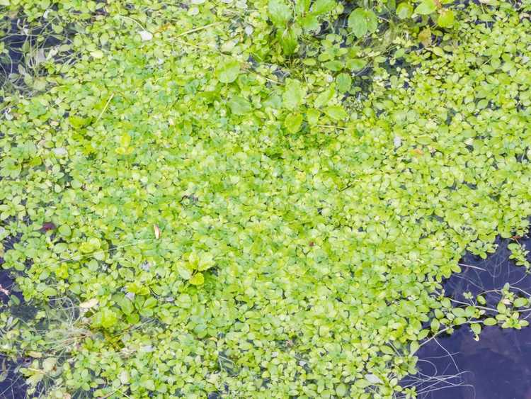 You are currently viewing Qu'est-ce que les lentilles d'eau : comment faire pousser des lentilles d'eau dans un aquarium ou un étang