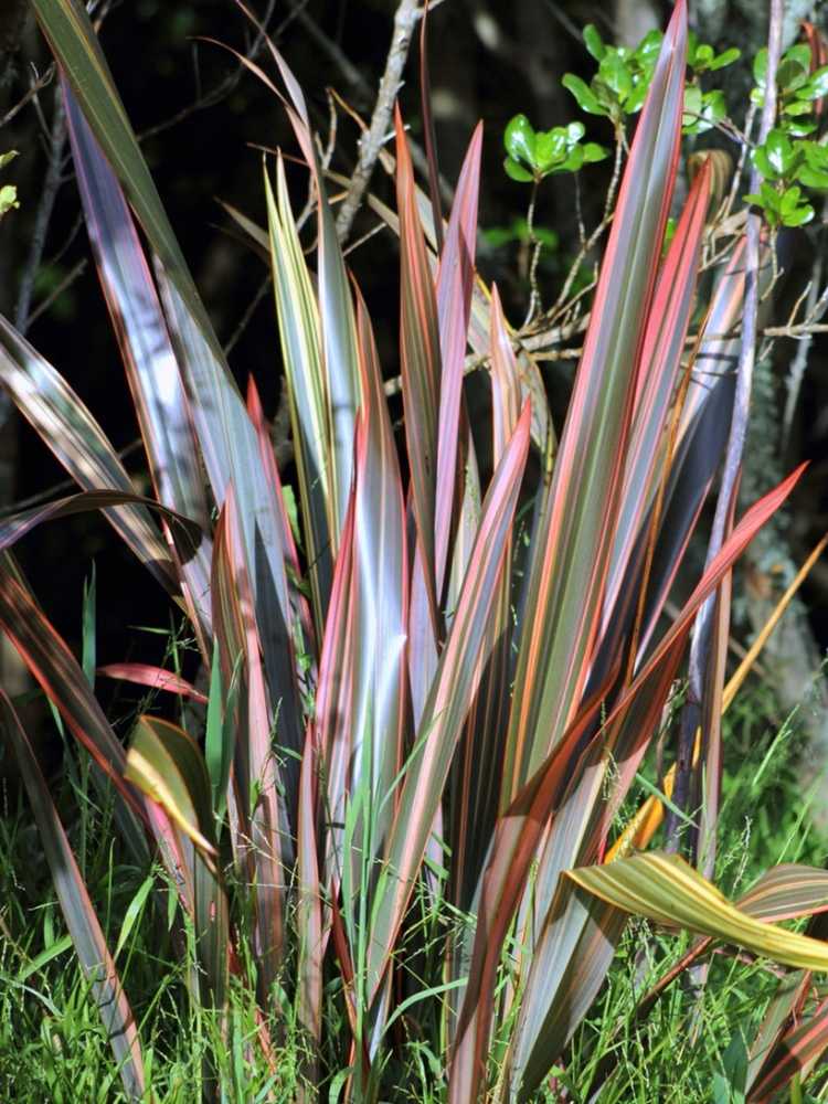 You are currently viewing Taille du lin de Nouvelle-Zélande : découvrez comment réduire les plants de lin de Nouvelle-Zélande