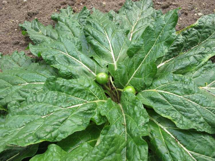 You are currently viewing Qu'est-ce que la plante de mandragore : est-il sécuritaire de cultiver de la mandragore dans le jardin