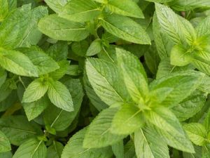 Lire la suite à propos de l’article Variétés de plantes à la menthe: types de menthe pour le jardin