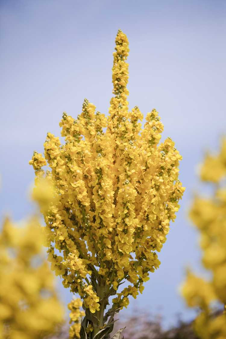 You are currently viewing Fleurs de molène grecque : comment faire pousser des plantes de molène grecque