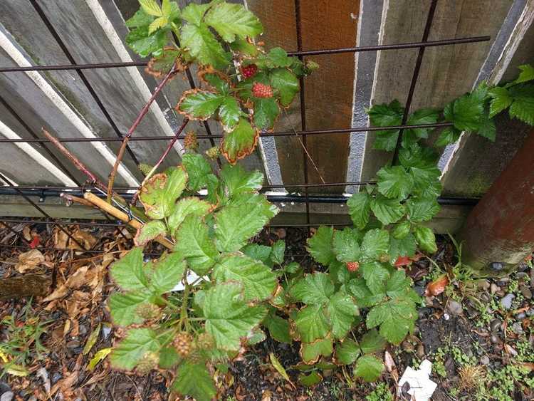 You are currently viewing Hivernage des plants de Boysenberry – Comment traiter les Boysenberry en hiver