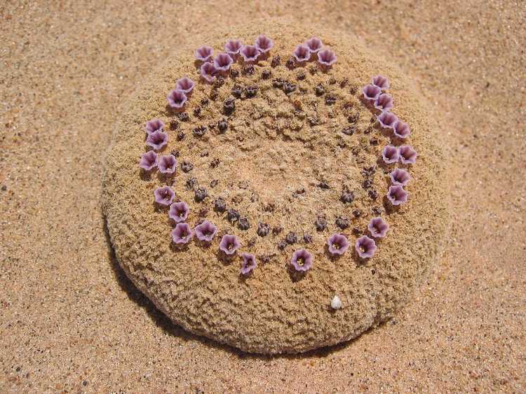 Lire la suite à propos de l’article Informations sur les usines de nourriture de sable : découvrez des faits sur les usines de nourriture de sable