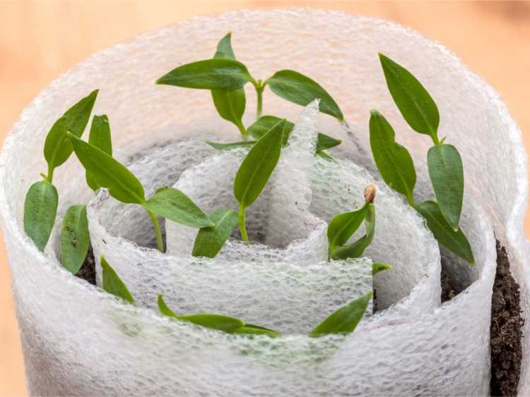 Lire la suite à propos de l’article Comment emballer les plantes en pot pour l'hiver