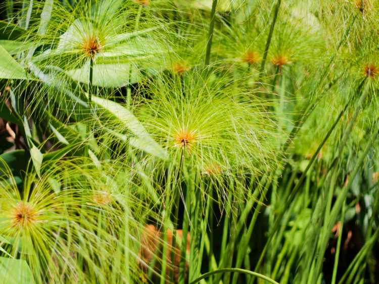 You are currently viewing Entretien de la plante papyrus – Cultiver du papyrus dans le jardin