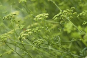 Lire la suite à propos de l’article Boulonnage des plants de persil : que faire lorsque le persil se boulonne