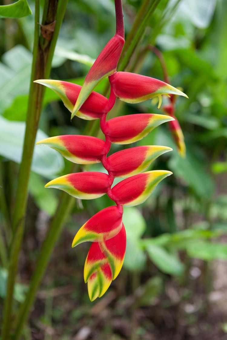 You are currently viewing Plantes Heliconia Lobster Claw: Conditions de croissance et soins de l'Heliconia