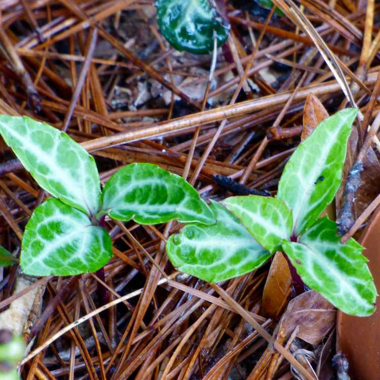 Lire la suite à propos de l’article Informations sur la plante Pipsissewa : utilisations et entretien du Pipsissewa dans le jardin