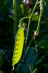 Lire la suite à propos de l’article Récolte des pois : conseils pour savoir comment et quand cueillir les pois