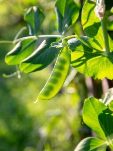 Lire la suite à propos de l’article Nématodes des racines de pois : reconnaître et gérer les nématodes des pois