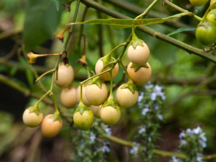 You are currently viewing Culture de pommes kangourous – Qu'est-ce qu'une plante de pomme kangourou