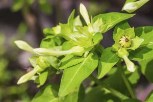 Lire la suite à propos de l’article Pourquoi mes quatre heures ne fleurissent-elles pas : comment obtenir des fleurs à quatre heures