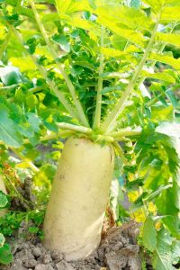 Lire la suite à propos de l’article Qu'est-ce que Daikon : Apprenez à cultiver des plants de radis Daikon