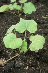 Lire la suite à propos de l’article Lutte antiparasitaire de la rose trémière : les nématodes de la rose trémière sont-ils bons ou mauvais