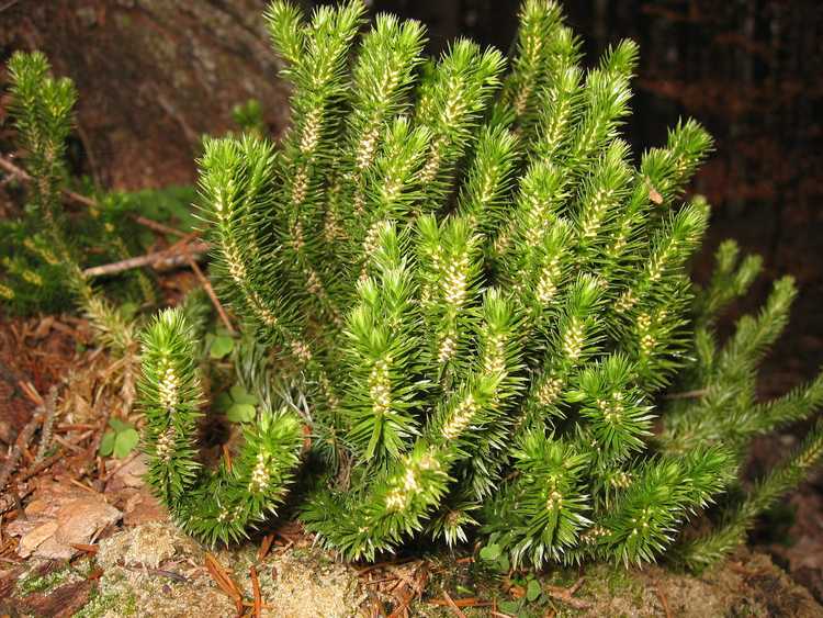 Lire la suite à propos de l’article Qu'est-ce qu'une plante de sapin Clubmoss ?