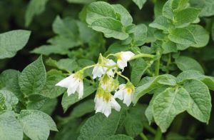 Lire la suite à propos de l’article Famille de plantes Solanum : informations sur le genre Solanum