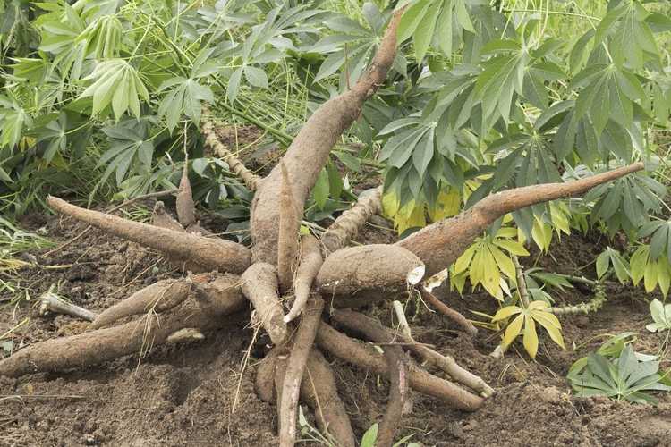 You are currently viewing Récolte des plantes de tapioca – Comment récolter une plante de tapioca