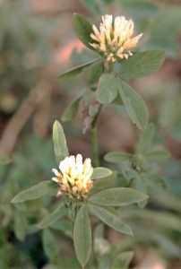 Lire la suite à propos de l’article Plantes de trèfle de Berseem: cultiver le trèfle de Berseem comme culture de couverture