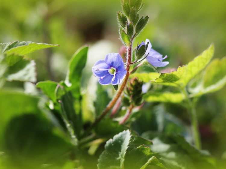 You are currently viewing Veronica Speedwell: Informations sur la plantation de Speedwell dans le jardin