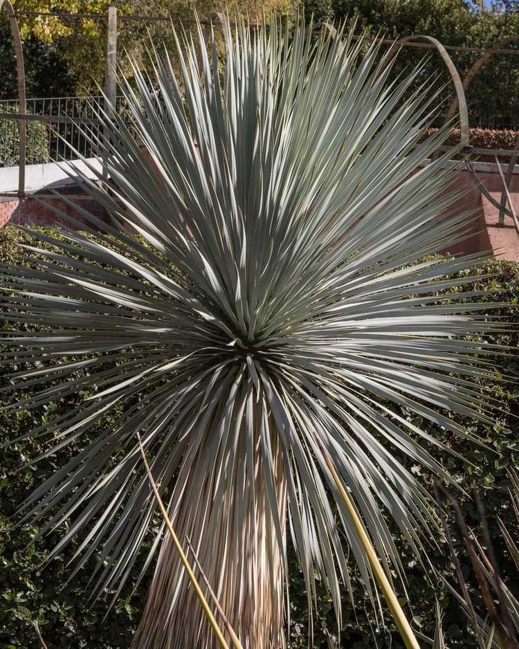 You are currently viewing Big Bend Yucca Care – Comment faire pousser des plantes de Yucca Big Bend