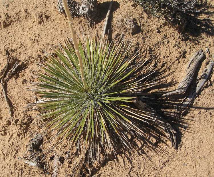 You are currently viewing Sol de Yucca : En savoir plus sur le mélange de terre pour les plantes de Yucca