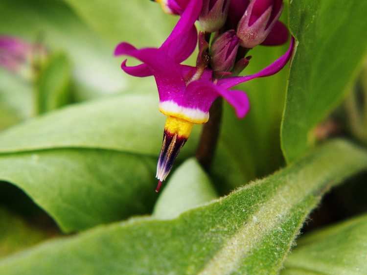 Lire la suite à propos de l’article Quand l'étoile filante fleurit-elle : ma plante d'étoile filante est-elle en dormance