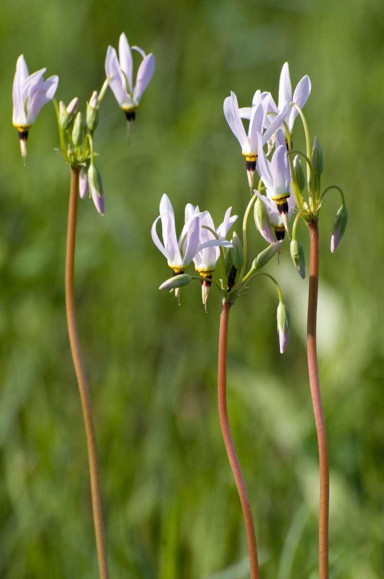 You are currently viewing Shooting Star Care – Informations sur les plantes d'étoiles filantes